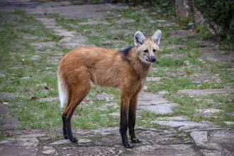 Maned wolf on a pathway of Sanctuary Caraça, facing to camera, Minas Gerais, Brazil, South America