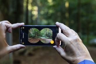 Autumn mood, hiker checks autumn forest on a smartphone, Weitental near Bruck an der Mur, Styria,