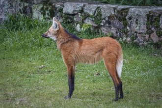 Side view of a Maned wolf on grassy grounds of Sanctuary Caraça, stone wall in background, Minas
