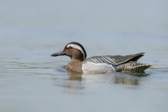 Garganey (Anas querquedula)