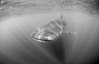 Whale shark, Rhincodon thypus, Maldives, Indian Ocean, Asia