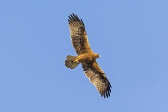 Booted eagle (Hieraaetus pennatus), flight photo, blue sky, Israel, Middle East, Asia
