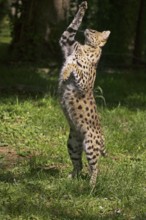 Serval (leptailurus serval), Adult hunting Bird