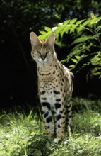 SERVAL (leptailurus serval), ERWACHSENER AUF GRAS