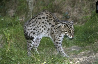 Fishing Cat (prionailurus viverrinus), Adult with Intimidation Behavior