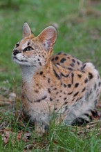 Serval (Felis serval)