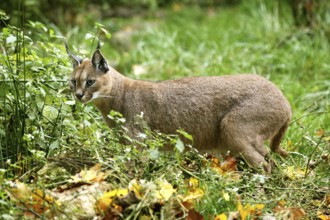 caracal (CARACAL caracal) ADULT ON LONG GRASS