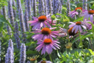 Purple cone flower (Echinacea purpurea)