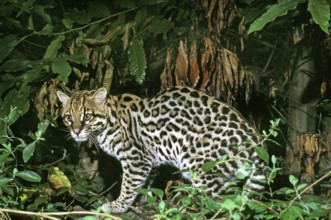 Ocelot (leopardus pardalis), adult