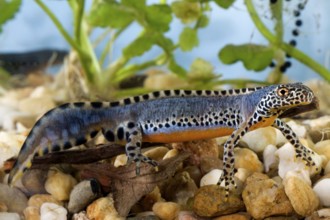 Alpine newt (Triturus alpestris), male