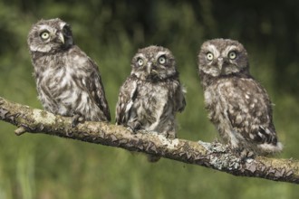 Little owls (Athene noctua), branchlings, Germany, Europe