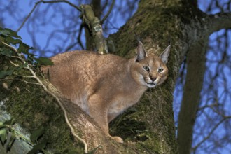 Caracal (caracal caracal), Adult in Tree