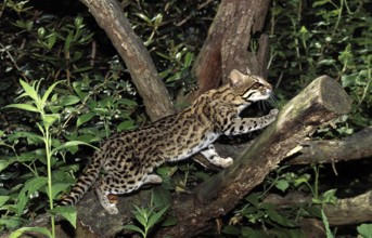 TIGER CAT OR ONCILLA (leopardus tigrinus), ADULT STANDING ON BRANCH