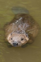 European beaver (Castor fiber), Rosenheim, Bavaria, Germany, Europe