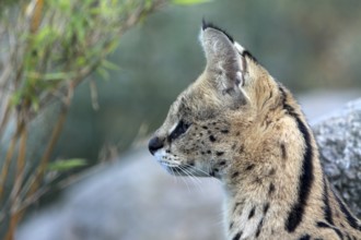 Serval