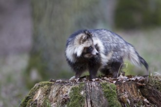 Marderhund, Nyctereutes procyonoides, common raccoon dog