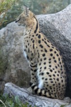 Serval