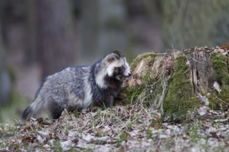 Marderhund, Nyctereutes procyonoides, common raccoon dog