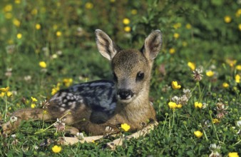 Roe Deer (capreolus capreolus), Fawn laying in Flowers, Normandy