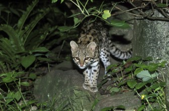 Tiger Cat or Oncilla (leopardus tigrinus), Adult