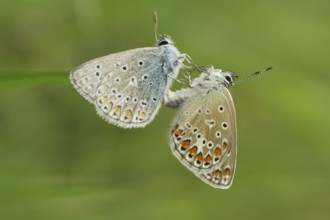 Bluebells, pair