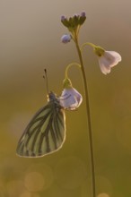 Green-veined white (Pieris napi), Rhineland-Palatinate, Germany, Europe