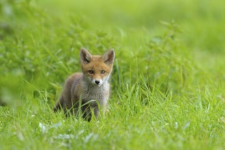 Fox cub, Vulpes vulpes, Germany, Europe