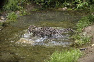 FISHING CAT (prionailurus viverrinus), ADULT IN WATER