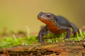 Alpine newt (Ichthyosaura alpestris) Rhineland-Palatinate, Germany, Europe