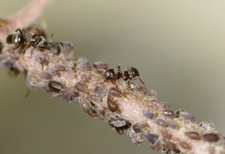 Ants and lice on a plant