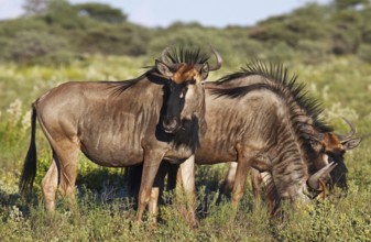 Streifengnus, blue wildebeest (Connochaetes taurinus), Namibia, Africa