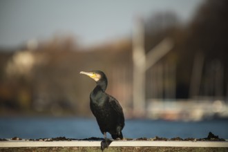 Great cormorant (Phalacrocorax carbo), Alster, Hamburg, Germany, Europe