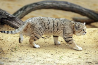 Sand Cat (felis margarita), Adult