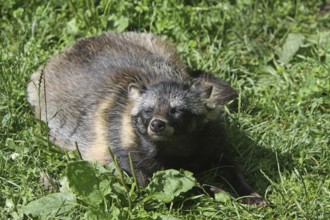 Tanuki