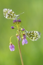Orange tip (Anthocharis cardamines) , Cuckoo flower (Cardamine pratensis) , on , Lower Saxony,