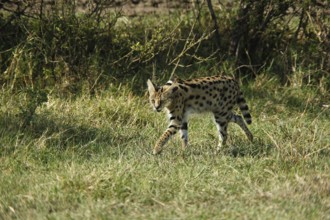 Serval (leptailurus serval), Adult, Masai Mara Park in Kenya