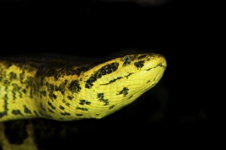 YELLOW ANACONDA (eunectes notaeus), HEAD OF ADULT