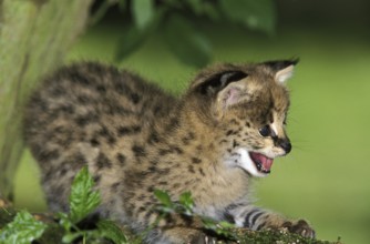 Serval (leptailurus serval), Cub