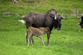 Black Wildebeest (connochaetes gnou), Female with Calf on Grass
