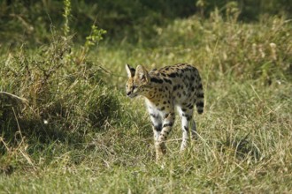 Serval (leptailurus serval), Adult, Masai Mara Park in Kenya