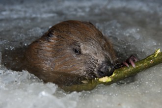 European beaver (Castor fiber), Rosenheim, Bavaria, Germany, Europe