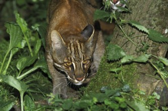 Asian Golden Cat or Temmink's Cat, catopuma temmincki, Adult
