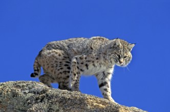 Bobcat (lynx rufus), Adult standing on Rocks, Canada, North America