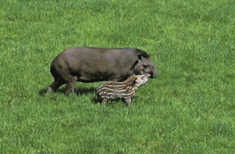 LOWLAND TAPIR (tapirus terrestris), FEMALE WITH YOUNG