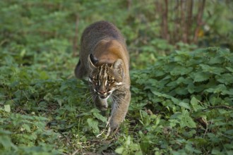 Asian Golden Cat or Temminck's Cat, catopuma temmincki