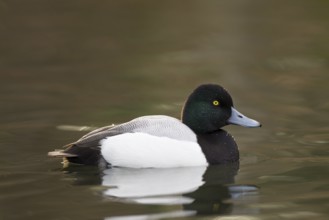 Bergente, Aythya marila, Greater Scaup