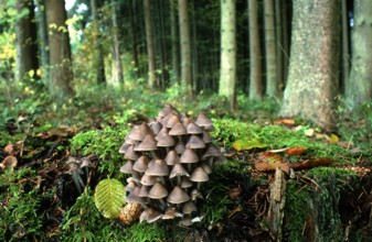 (Mycena stipata) (Mycena alcalina)