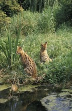 Serval (leptailurus serval)