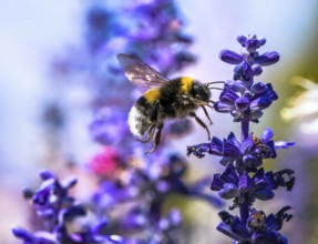 Macro of a northern white-tailed bumblebee flying to a purple sage flower blossom