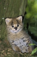 SERVAL (leptailurus serval), CUB SITTING